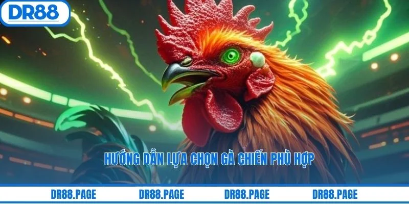 Hướng dẫn lựa chọn gà chiến phù hợp